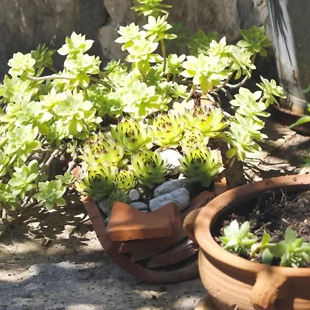 Prázdninový dům Stone Lavandula *